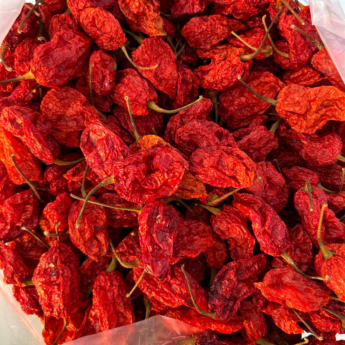 Bhut Jolokia (Dried) — bulk wholesale supply from Assam