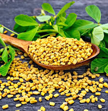 Fenugreek Seeds (Methi) — bulk wholesale supply from Rajasthan