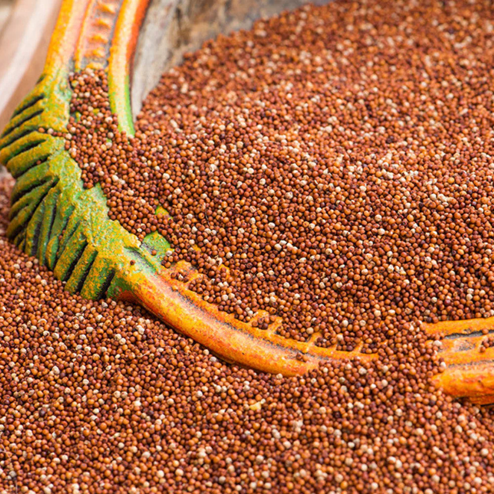 Finger Millet (Ragi) — bulk wholesale supply from Arunachal Pradesh