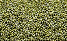 Green Moong (Whole) — bulk wholesale supply from Gujarat