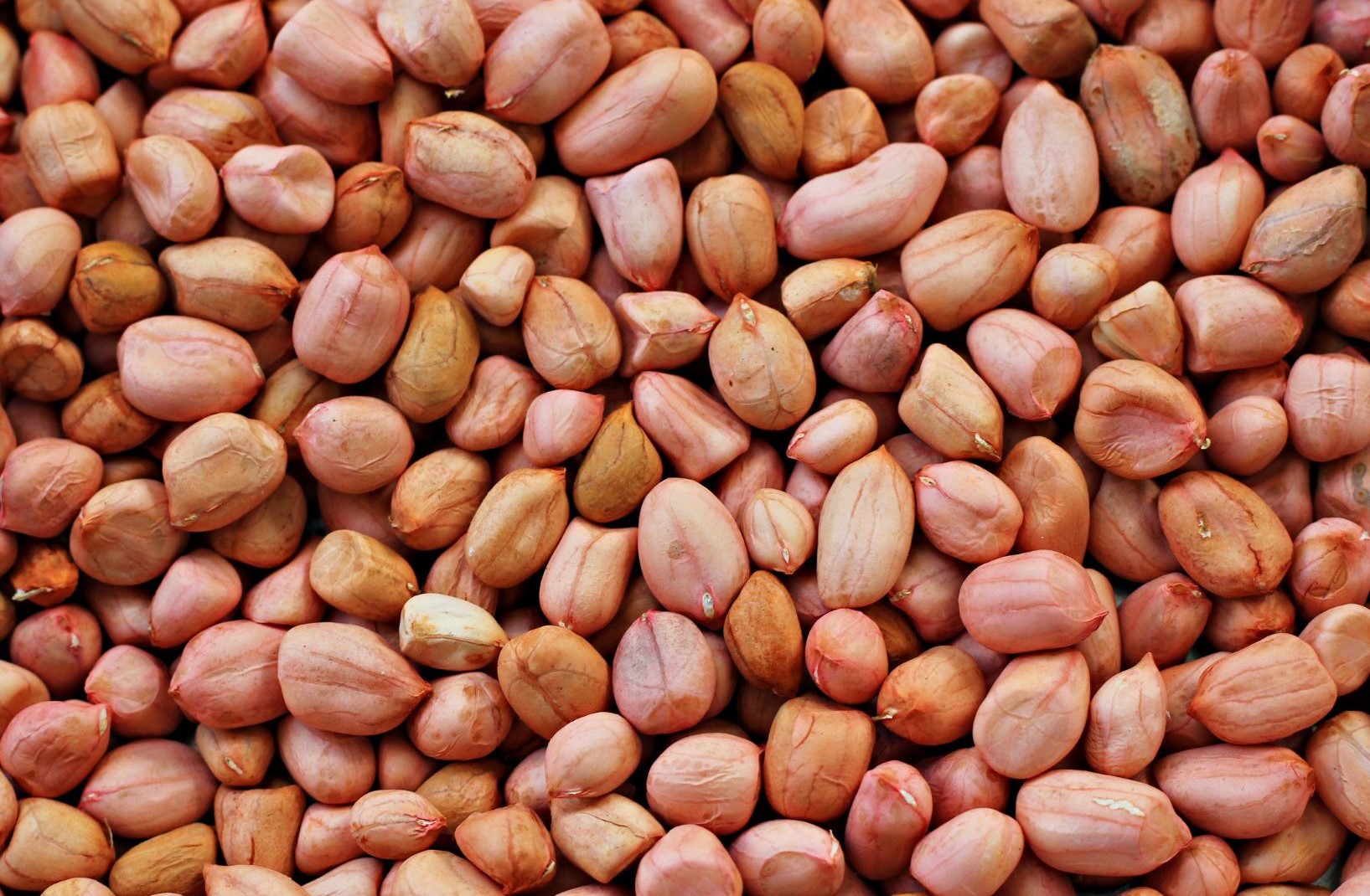 Groundnut