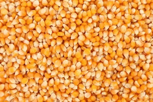 Makki (Maize) — bulk wholesale supply from Punjab