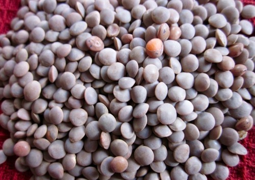 Whole Masoor — bulk wholesale supply from Gujarat